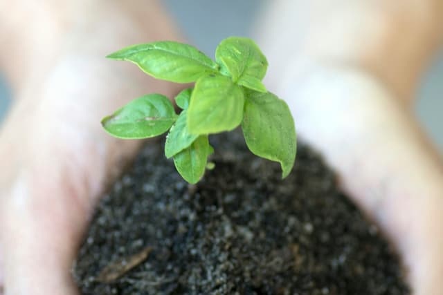 Hands holding soil and a seedling