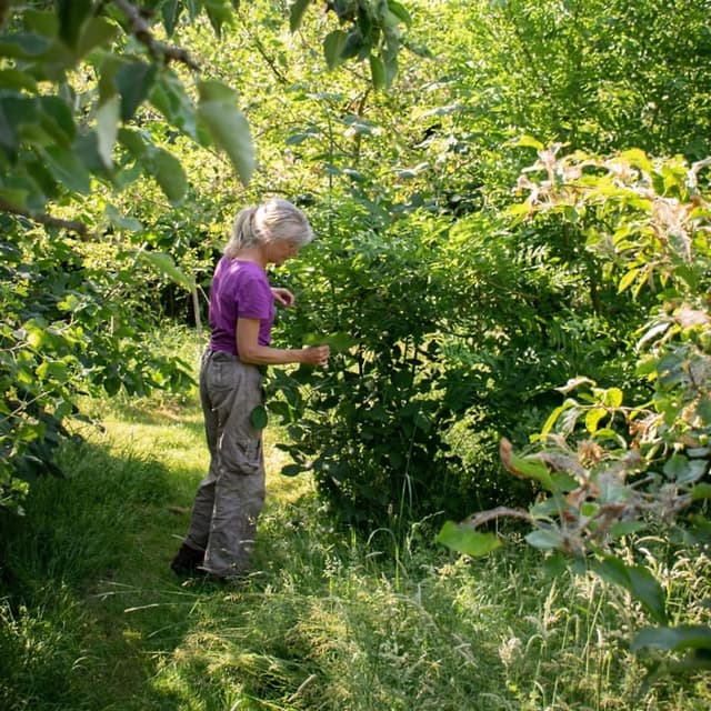 A regenerative food forest